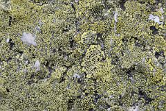 39 Lichen Covered Rock On Yukness Ledges Trail Near Lake O-Hara.jpg